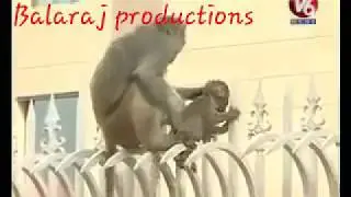 V6 monkey at vira Jabardasth