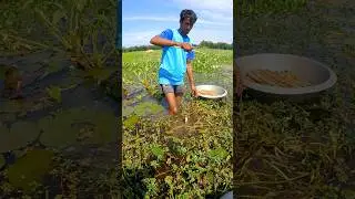 বর্ষা দিয়ে টাকি মাছ ধরি #shorts #shortsvideo #shortsfeed #viral #fishing #video
