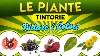 Le Piante tintorie: ridare i colori ► Puntata 243