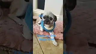 that's  my little doggy dood trend lol
