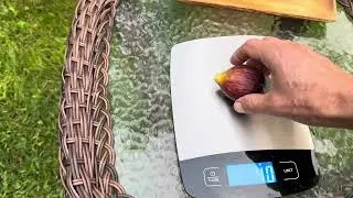 Italian ever bearing fig 9/10/25
