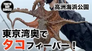 東京湾奥でタコが大フィーバー！【高洲海浜公園】