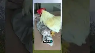 the real alarm guys 😁😁 #funny #shorts #shortvideo #chicken #rooster