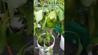 Assorted Sweet Peppers