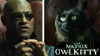 Морфеус встречает моего кота (Матрица)