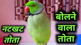 talking parrot mummy || papa ka pyara mithu ||  bolta mithub|| #petbird #kitu #parrot #funny #viral