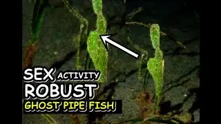 Underwater Sex Activity :  Robust Ghost Pipe Fish
