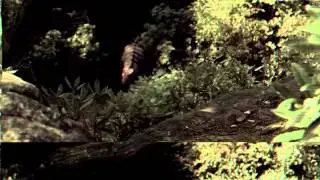 Amazing footage ! DINOSAURS FOUND in the AMAZON from FLIXAL.com