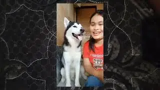 Pengurangan Max Juga Tau #anjingpemburu #anjinglucu #anjinglucu #comedy #husky #anjingterlatih #dog 