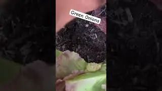 Green Onions #farm #farming #homestead #organic #gardening  #onion #vegetables #vegan #garden