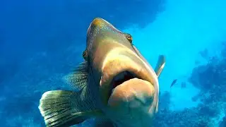 Napoleon wrasse (Cheilinus undulatus), Рыба-Наполеон