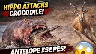 Hippo attacks crocodile out of nowhere | antelope escapes in shocking wildlife moment #animalattack