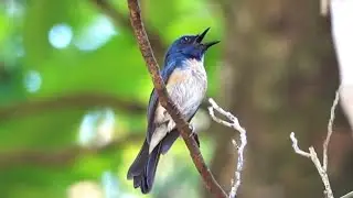 Bird Song & Call: HAINAN BLUE FLYCATCHER, Vietnam