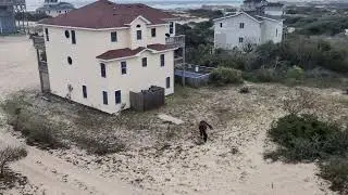 Corolla Wild Horse grazing in back yard #corollanc #wildhorses #fyp #trending