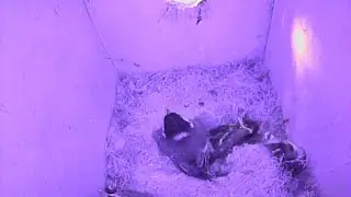Great Tit nest cam - day 19 after hatching - catastrophe!