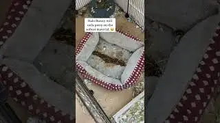 Bunny | Rabbit Potty Training Hack