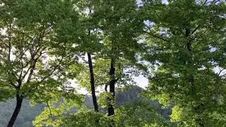 キツツキが木を突く音20230503