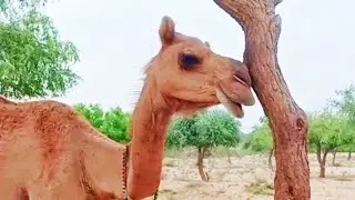 Itchy Camel  || خارش والا اونٹ ||खुजली वाला ऊंट || حكة الجمل||