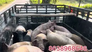Продажа свиней в Шиллонг | свиноводство в Ассаме | болезни свиней | АЧС