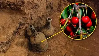 Unearthing History: George Washington's Cherries Found at Mount Vernon