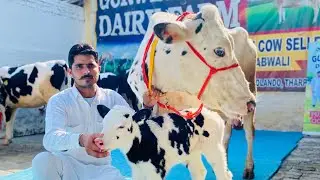 High quality ABS // Denmark Heifers // Milking teeth // Gurwinder Dairy Farm