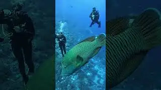 Discover the Majestic Napoleon Fish: Scuba Diving in Thailand!