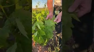 Bodegas RODA | Viticultura | Cap&iacute;tulo 82: Mazuelo