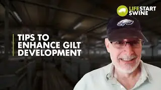 Tips To Enhance Gilt Development | Lifestart Swine