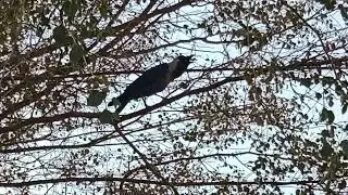 Crow birds unity anger and sounds #musicvideo #farm