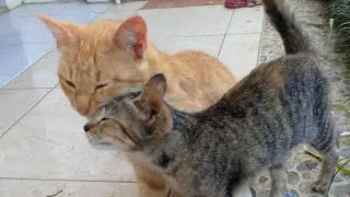 DONENG kucing lucu jagain ade nya