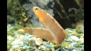 Rock Gunnel, Pholis gunnellus (Tangsprell), cold water marine tank, Hitra, Norway.