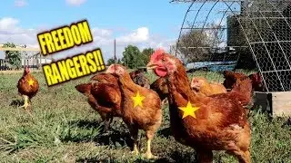 CHICKENS ~ FREEDOM RANGERS