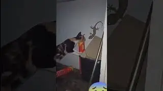 Cat vs Lizard, wait for it #cat