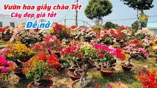 Vườn hoa giấy chào Tết cây đẹp đế nở đủ giá ..#hoatet2026 