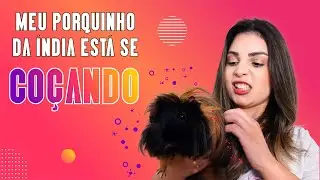 MEU PORQUINHO DA ÍNDIA ESTÁ SE COÇANDO! O QUE PODE SER?