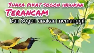 Suara Pikat Sogon Indukan Terancam Kombinasi Sogon anakan memanggil