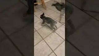 Heeler pups having fun #heeler #bluey #blueheeler #acd #australiancattledog #puppy #puppies #heelers