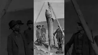 Top 5 Largest Freshwater Fish! 🔥