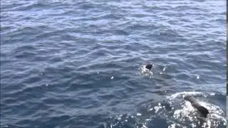 Pilot whale mother Mathilda and her calf / Grindwal Mathilda und ihr Baby