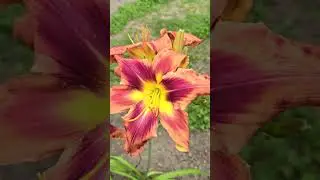 #bloom #flowers #hemerocallis #daylilies #plants #perennial #garden #floriculture #nature #botany