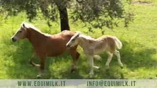 Presentazione Equimilk - Latte di cavalla fresco