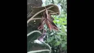 Lepidopterology 101: Sphingid Moth, Genus Hippotion
