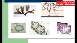 cours biologie végétale partie 5 la classification des algues