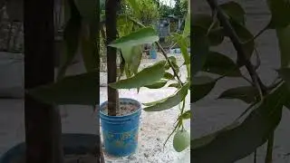 একটা গাছে মাত্র 2টো আম 🙄🙄🔥🔥😭,#shorts ,#short ,#youtubeshorts ,#viral