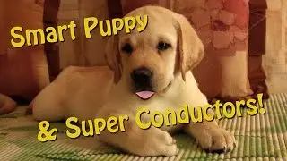 Smart Puppy and Super Conductors