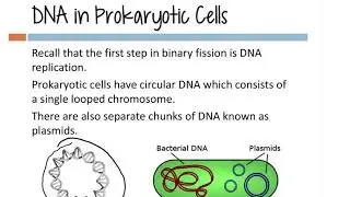 Intro to Cell Cycle Why Cells Divide
