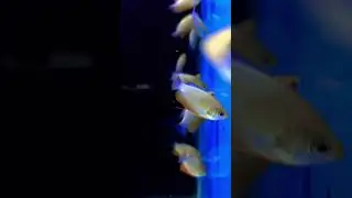 Honey Dwarf Gourami | Peaceful Nano Aquarium Beauty #shorts | Liana Fish