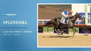 Победительница Breeders' Cup Filly & Mare Sprint, SPLENDORA, на июльском аукционе.