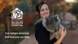 Northern Rivers Wildlife Hospital  - Our Mission To Save Wildlife