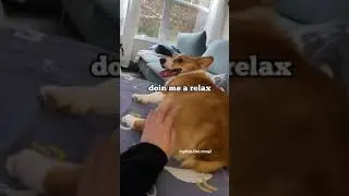 Booty Boop - Episode 9 Tickle not allow -@pino.the.corgi